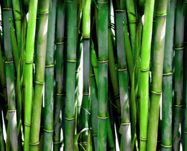 Differences Between Bamboo And Cotton