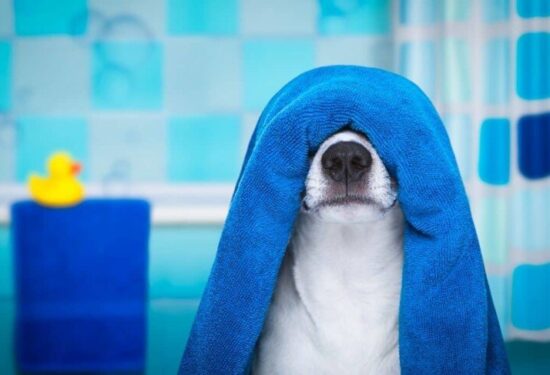 Why Dogs Should Have A Separate Towel