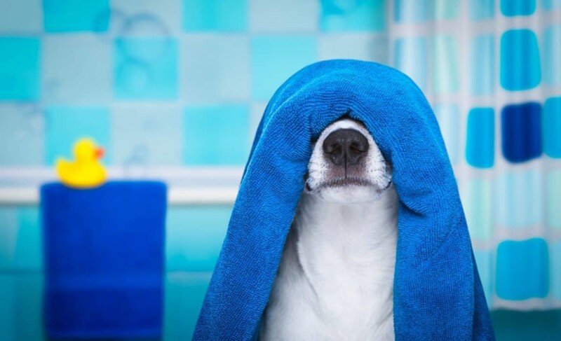 Why Dogs Should Have A Separate Towel